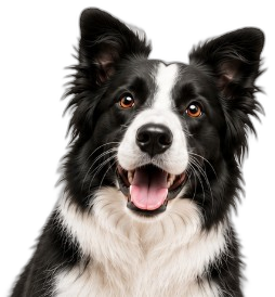 Border collie sonriendo