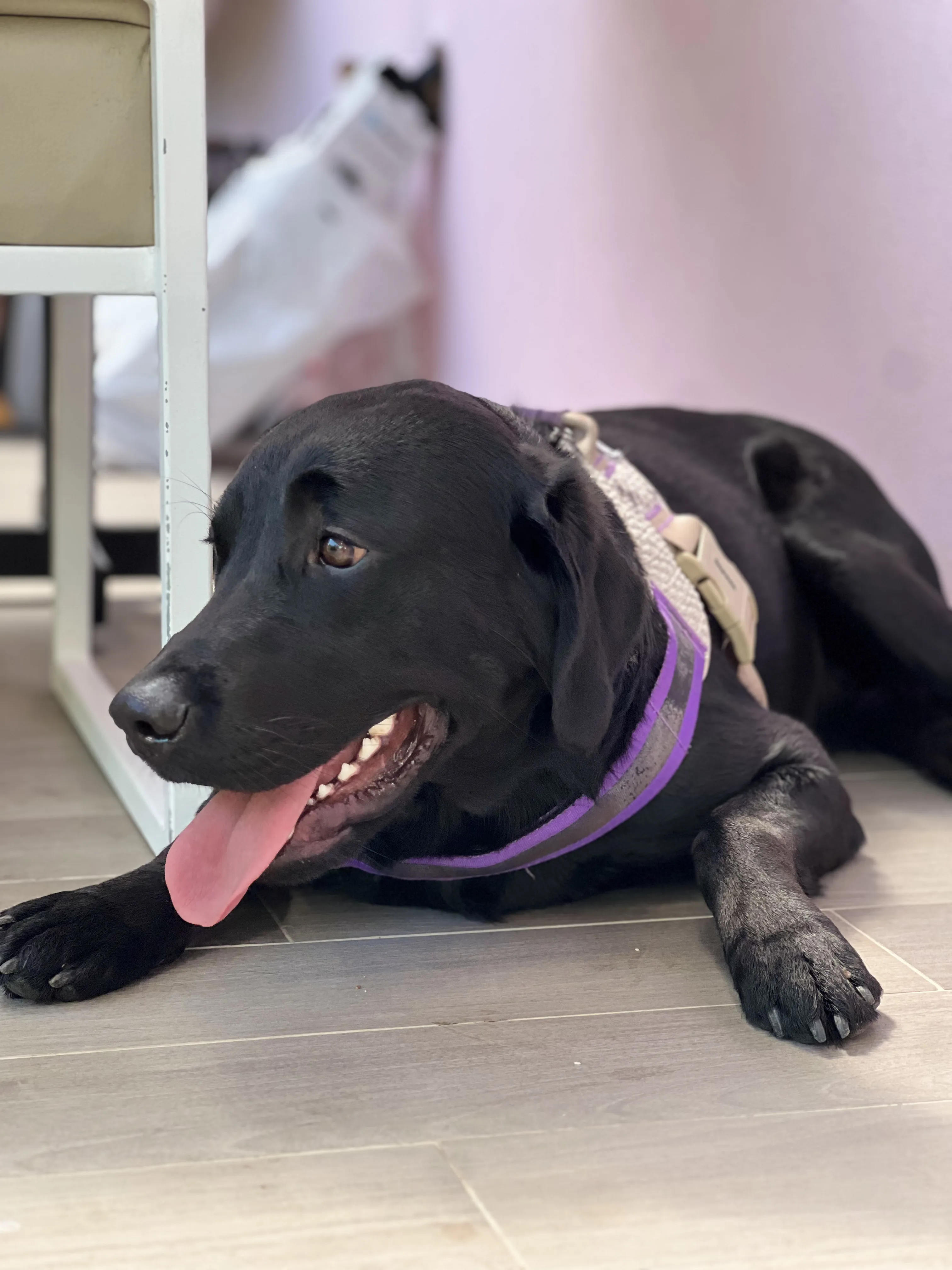 Labrador negro con arnés morado sacando la lengua
