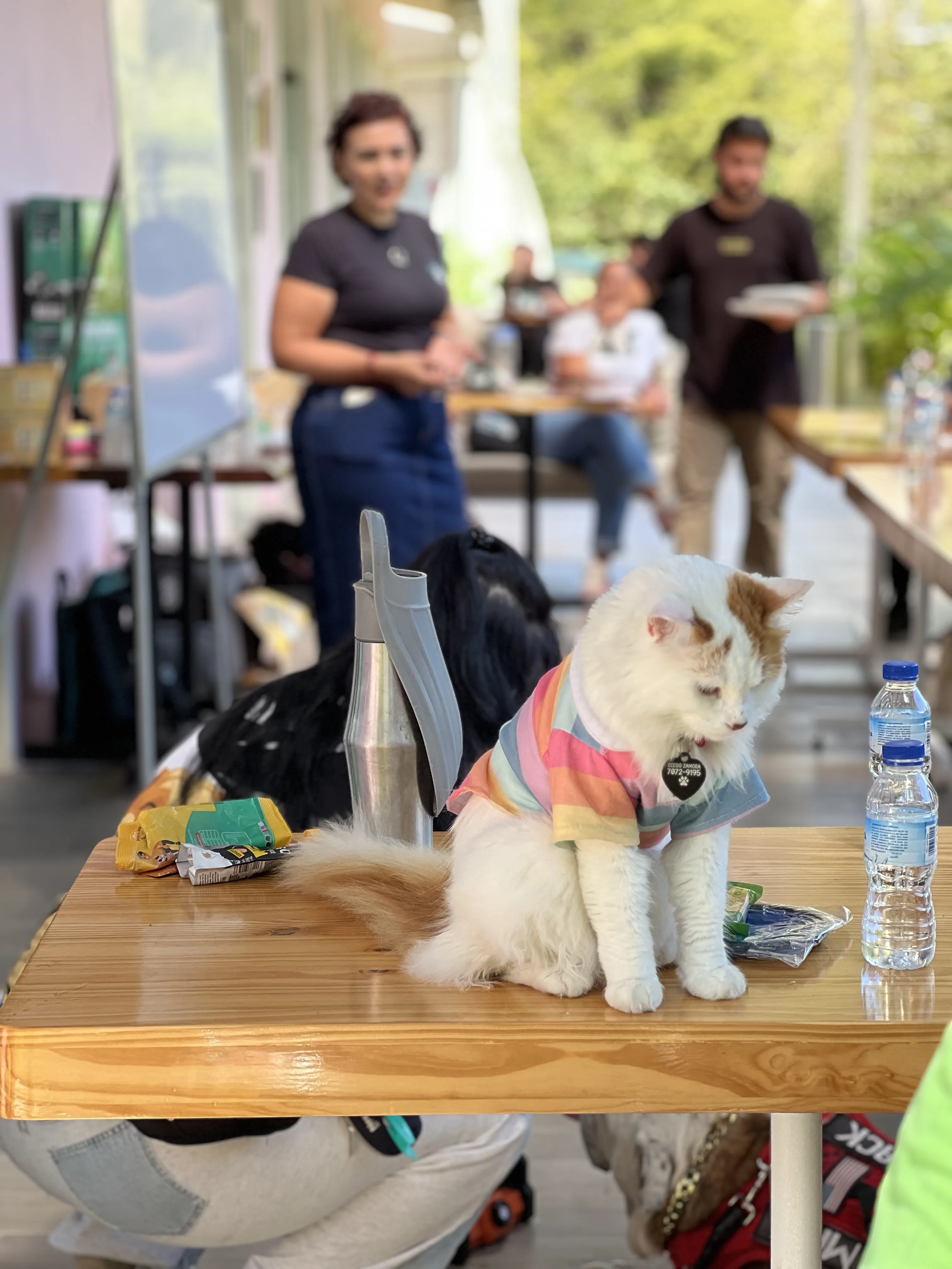 Gato con camiseta de rayas en un evento Dwoof