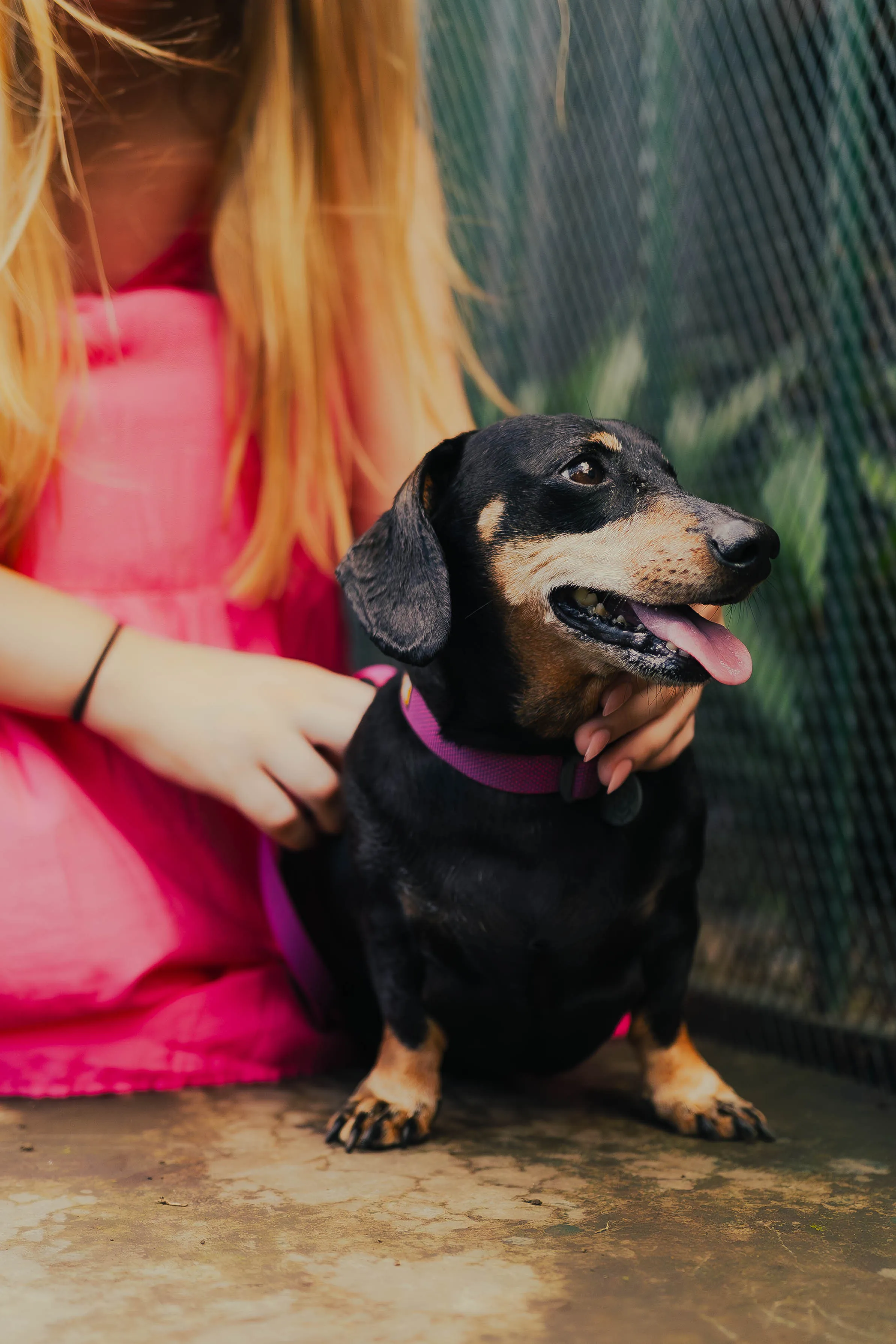 Salchicha con collar morado junto a su tutora