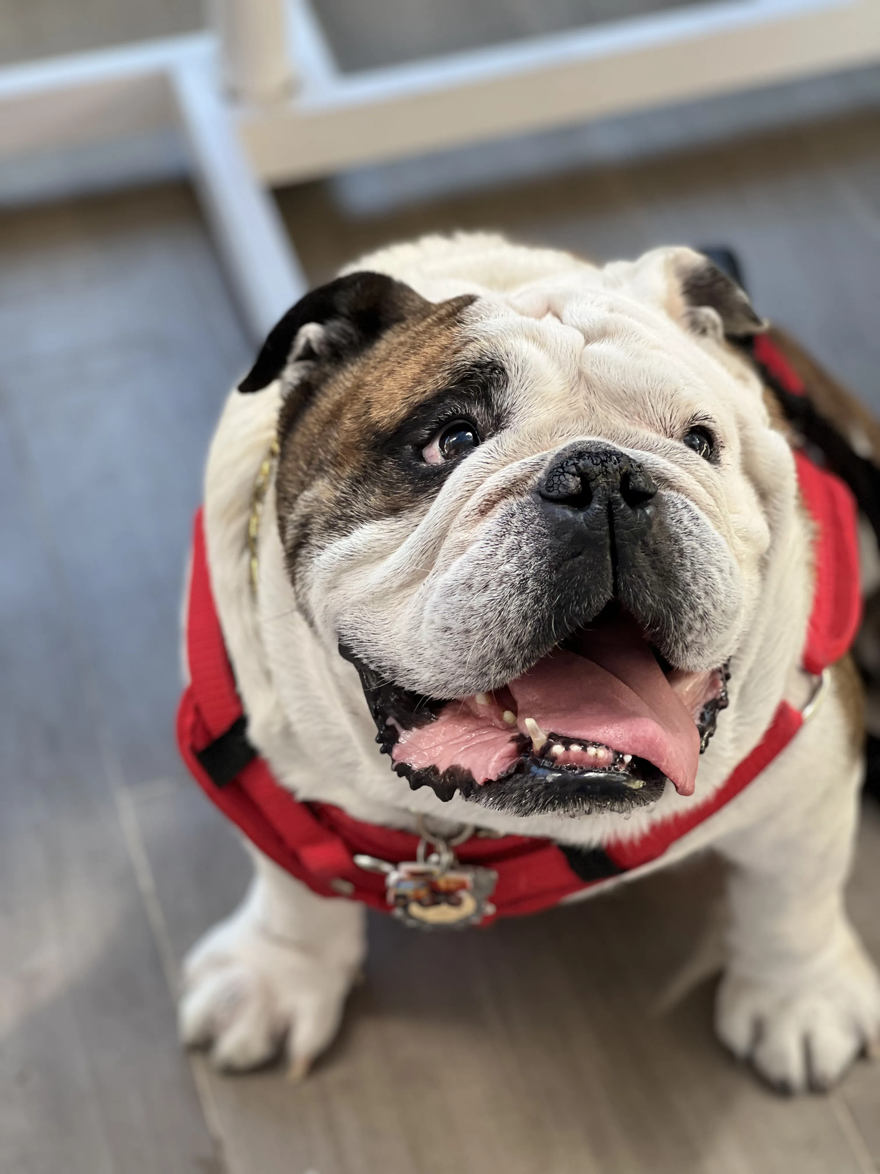 Bulldog inglés mirando hacia arriba