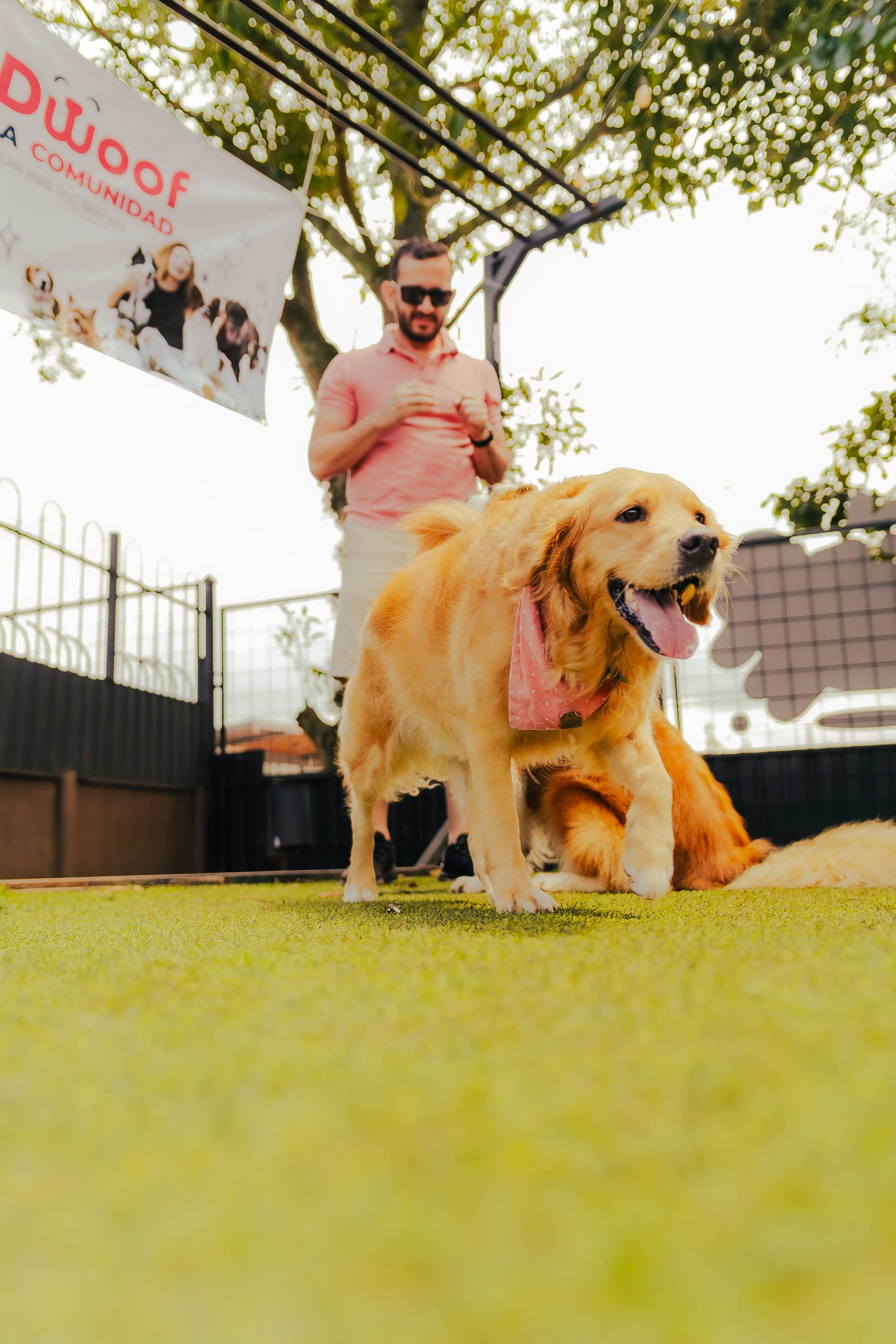 Golden retriever con pañoleta rosa frente al banner de Dwoof