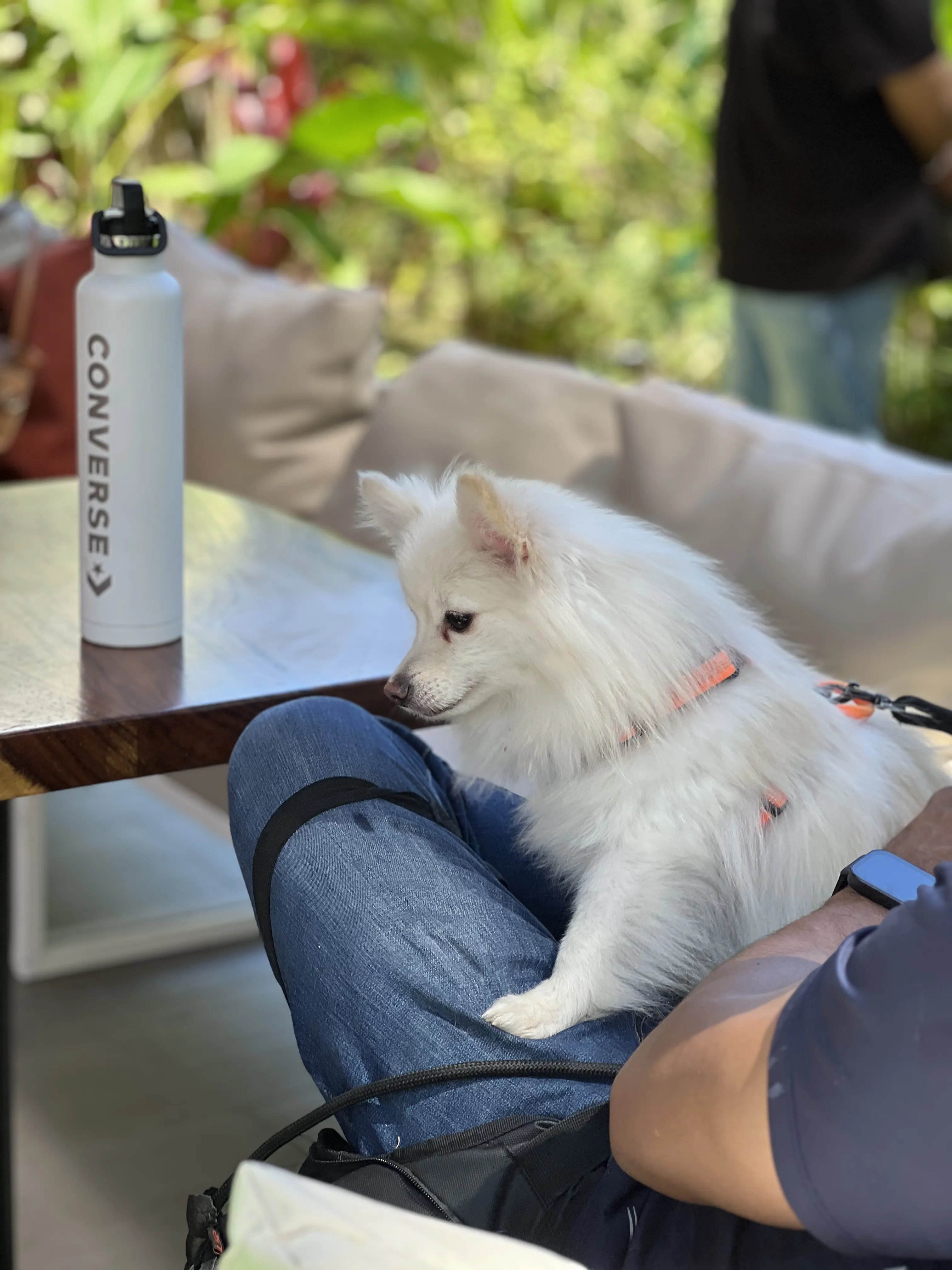 Perro blanco esponjoso con arnés naranja